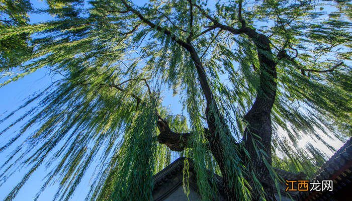 雪柳图片 龙柳和雪柳的区别