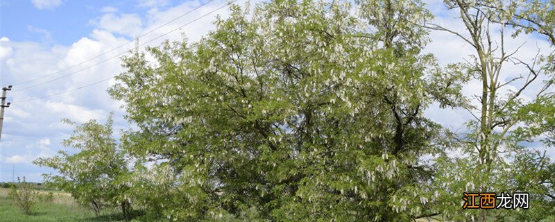 槐树有多高大 槐树有多高