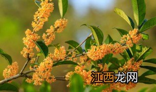 桂花树什么季节修剪，桂花树什么季节修剪好