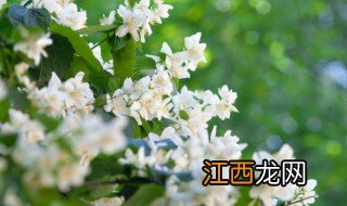 茉莉在什么季节修剪 茉莉在什么季节修剪最好