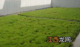 佛甲草什么季节修剪 佛甲草什么时候修剪