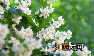 茉莉花哪个季节修剪 茉莉花什么季节修剪