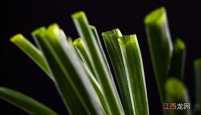 四季小香葱的种植时间及方法要点 阳台小香葱的种植方法和时间