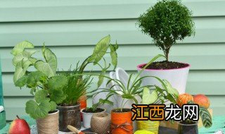 餐厅门上放什么植物招财 餐厅门上放什么植物招财最好