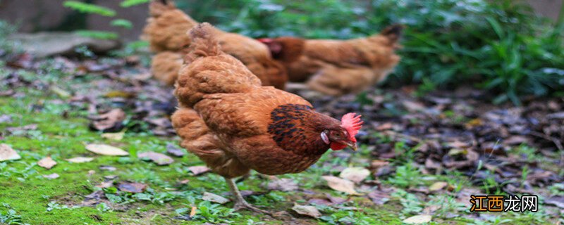 芦丁鸡怎么养容易下蛋 芦丁鸡怎么养