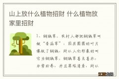 山上放什么植物招财 什么植物放家里招财