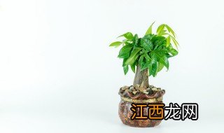 电器店放什么植物招财，店里生意不好放什么植物招财