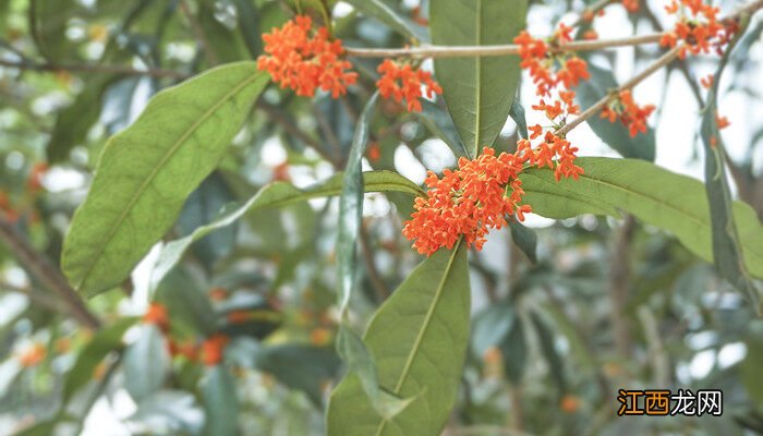 校园常见100种植物 校园里有什么植物