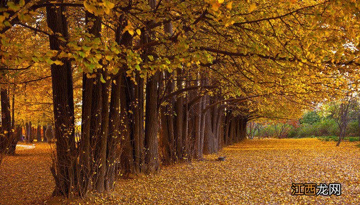 广东为什么不种银杏树 广东为什么不种银杏