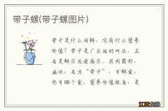 带子螺图片 带子螺