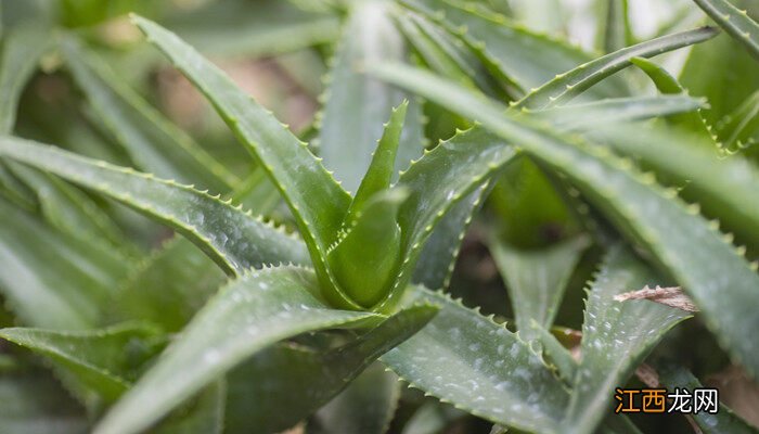 芦荟叶片干瘪都是什么原因造成的 芦荟叶片干瘪都是什么原因?