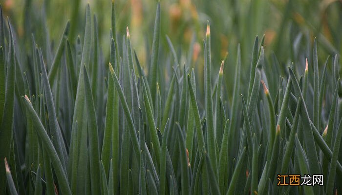 种植小葱的正确方法 小葱种植时间和种植方法介绍