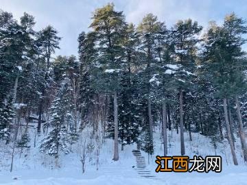 雪地里，世界纯净无比，彷佛是置身于童话里