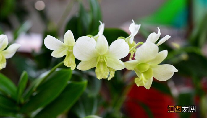 香雪兰出苗后怎么养护好 香雪兰出苗后怎么养护