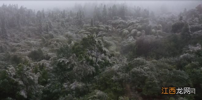 江西上犹：高海拔山地出现雾凇美景