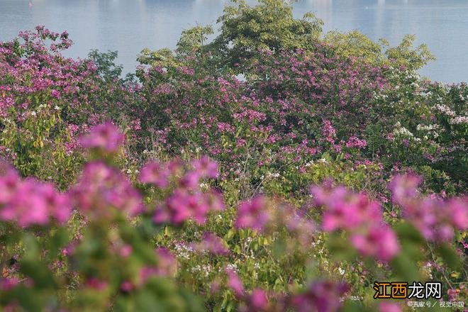 风花雪月指的是哪四个地方?很多游玩过云南的人都不知道