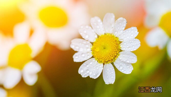 菊花花瓣形状的描写 菊花花瓣形状