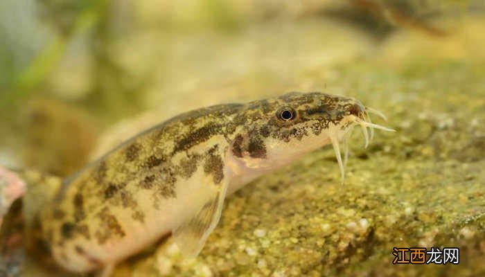 泥鳅怎么打窝钓翘嘴 泥鳅打窝怎么打