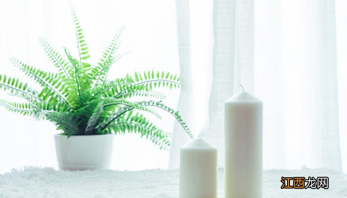 家里种万年青是不是不吉利 广东万年青的寓意