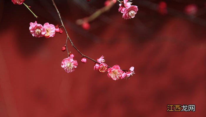 梅花长什么样子图片 梅花长什么样