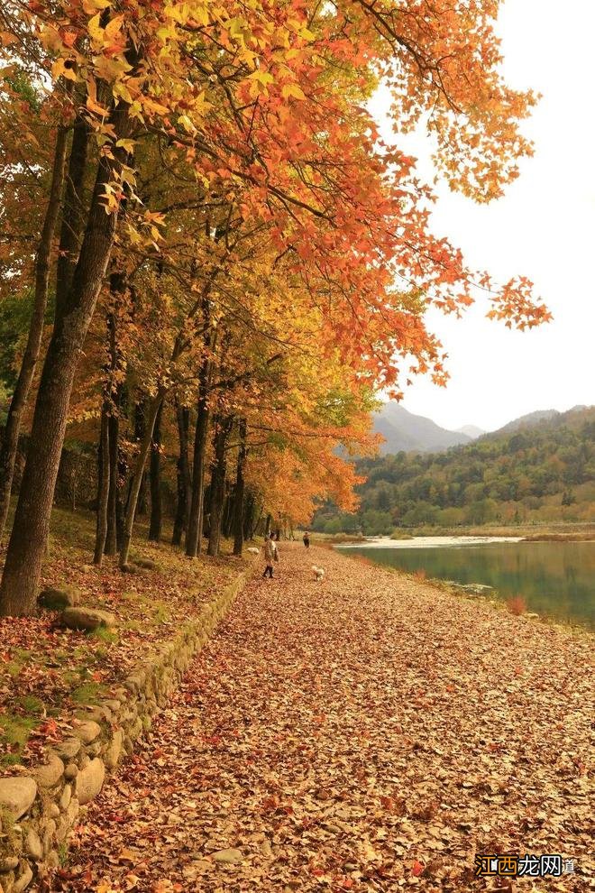 太撩人了！这条楠溪绝美红枫古道“枫景”正艳！