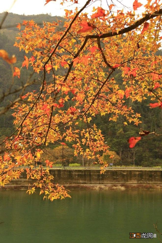 太撩人了！这条楠溪绝美红枫古道“枫景”正艳！