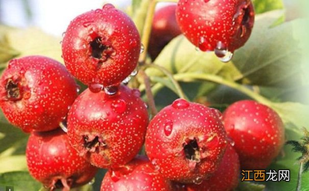 山楂可以改善什么?山楂有什么作用?