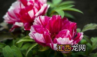 牡丹什么季节种植最容易成活? 牡丹什么季节种植