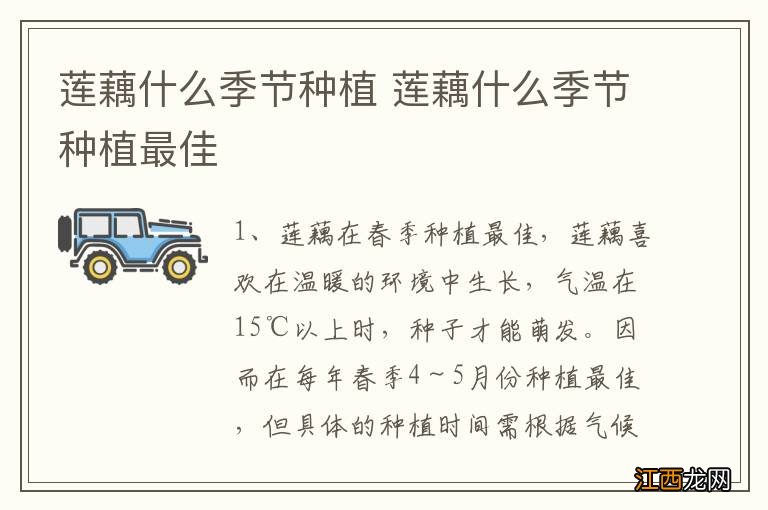 莲藕什么季节种植 莲藕什么季节种植最佳