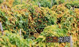 山药豆什么季节种植 山药豆什么季节种植最好