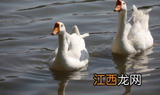 梦见一只鹅是什么意思,梦见一只鹅是什么意思呢