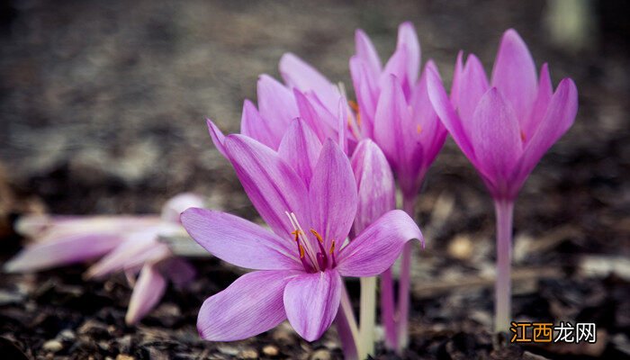 藏红花一年开几次花 藏红花广东能种植么