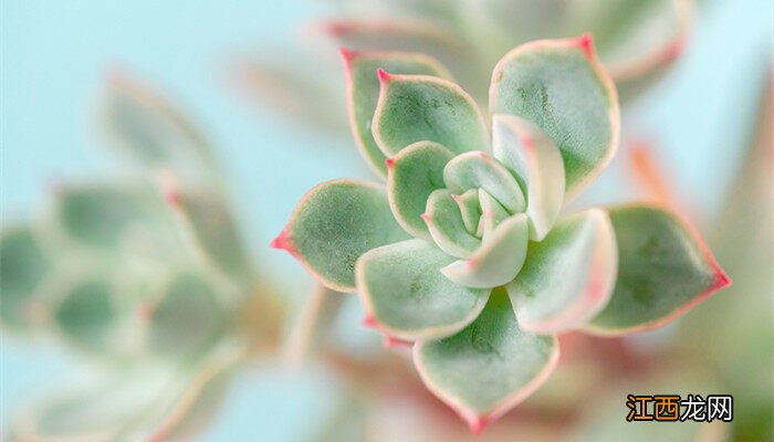 植物多肉怎么种植方法 多肉怎么种植方法