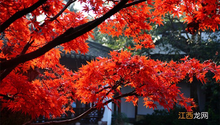 美国红枫12公分价格 美国红枫有几个品种