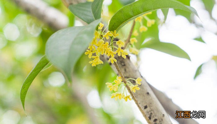 十一月份可以移栽桂花吗视频 十一月份可以移栽桂花吗