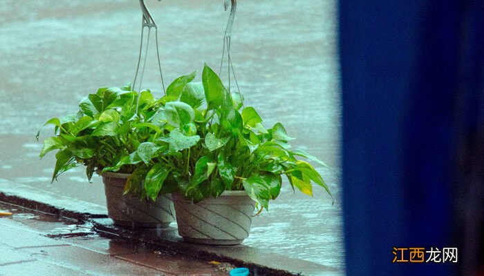 办公室容易养活的绿植有哪些 办公室容易养活的绿植