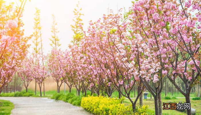 樱花树画法彩铅 樱花树画法