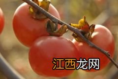 芦笋怎么吃可以抗癌？芦笋的食疗方法有哪些？