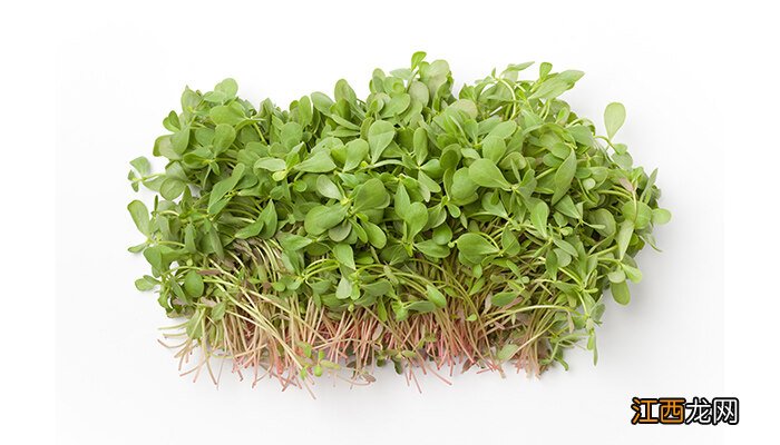 图片 马齿苋有几种图片功效与作用 马齿苋有几种