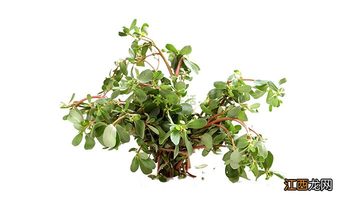图片 马齿苋有几种图片功效与作用 马齿苋有几种