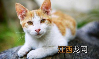 猫咪眼中的主人是什么颜色 猫咪眼里主人是什么