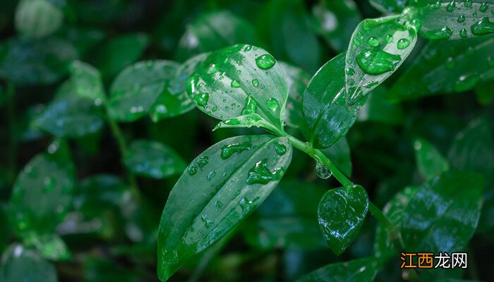 双子叶植物的种子内子叶的作用和特点是