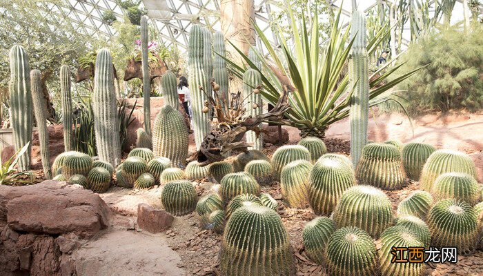 仙人掌的根有多长,有什么作用 仙人掌的根有多长