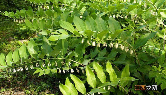 我国农村地区常见的有药用价值的植物