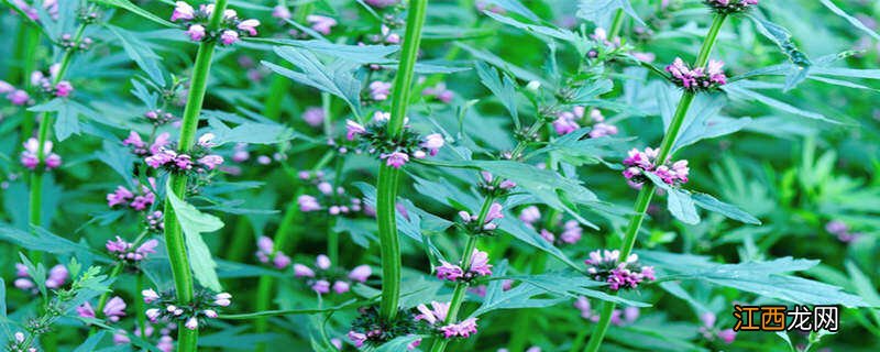 我国农村地区常见的有药用价值的植物