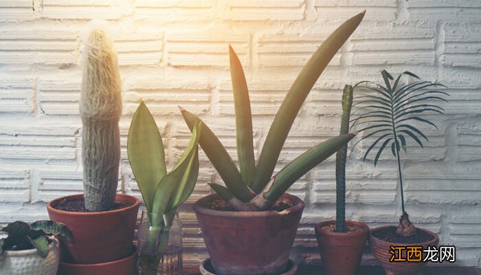 金边虎皮兰能水培吗 虎皮兰能水培吗