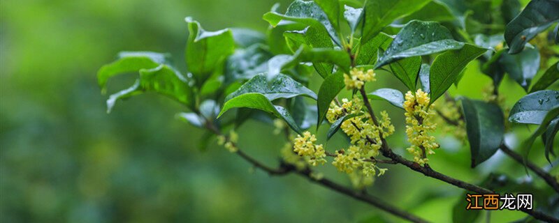 桂花有哪些品种? 桂花有哪些品种