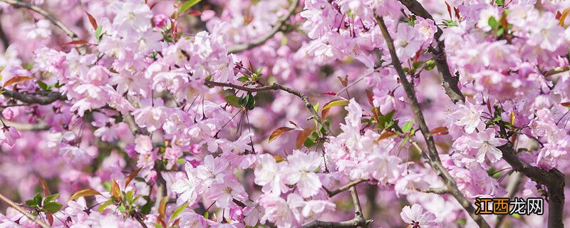 海棠花一年开两次是什么兆头呢 海棠花一年开两次是什么兆头