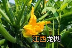 榴莲和菠萝蜜哪个更贵？榴莲和什么食物不能一起吃？