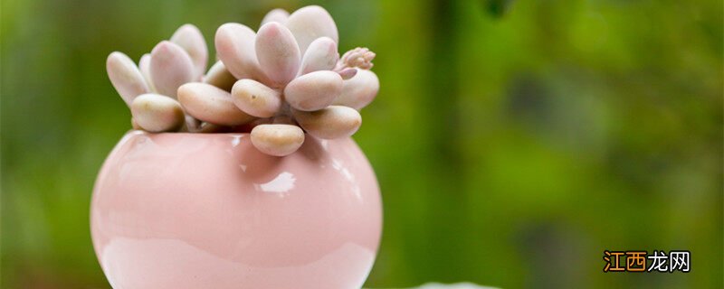 净化空气吸甲醛最好的植物排名 适合新手的16种多肉植物